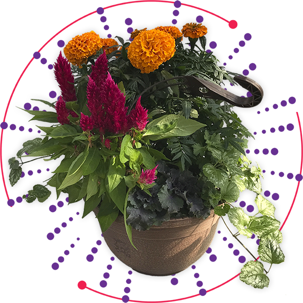 We Grow Amazing Plants!